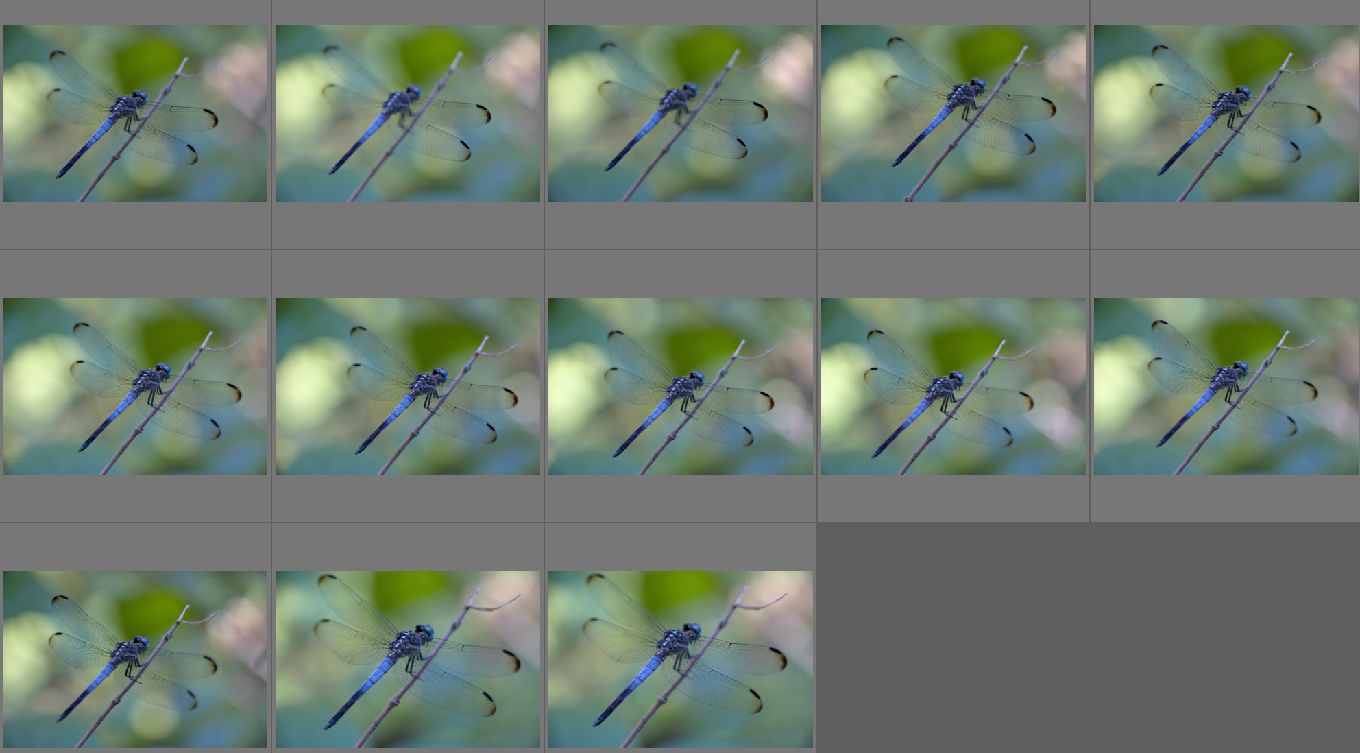 A screenshot with 13 similar images of a blue dragonfly.