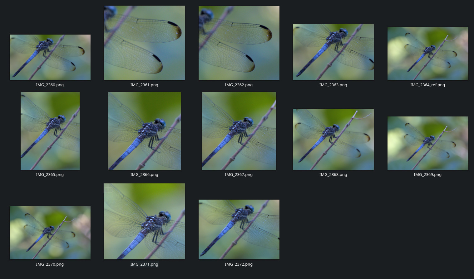 A screenshot with 13 similar images of a blue dragonfly. Most of the images are cropped.