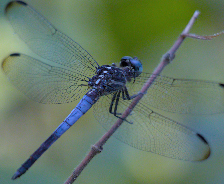 A picture of a blue dragonfly.