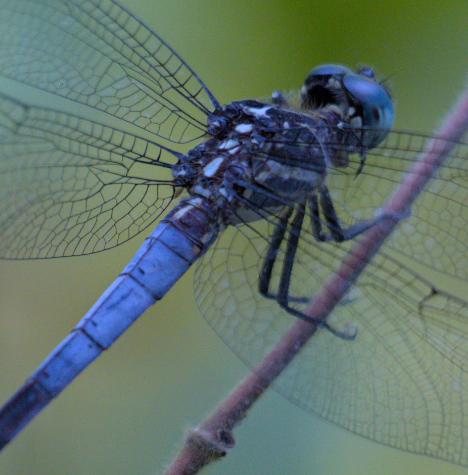 A picture of a blue dragonfly.