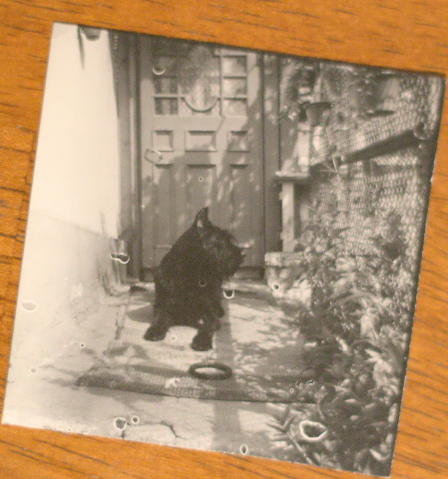 a photo of a black and white photo of a dog sitting on a rug in front of a door with a fence on the right side